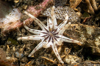 Halcampa crypta (Cryptic Burrowing Anemone)