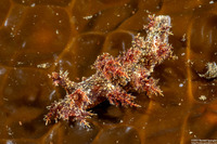 Dendronotus venustus (Branched Dendronotus)