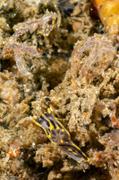 Polycera atra (Black Dorid)