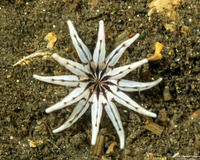 Halcampa crypta (Cryptic Burrowing Anemone)