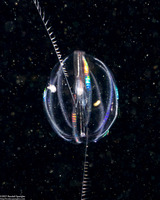 Pleurobrachia bachei (Sea Gooseberry)