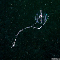 Pleurobrachia bachei (Sea Gooseberry)