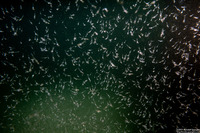 Order Mysida (Mysids)