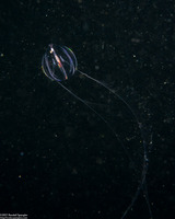Pleurobrachia bachei (Sea Gooseberry)