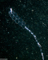 Nanomia bijuga (Nanomia Bijuga)