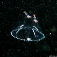 Eutonina indicans (Aggregating Jelly)