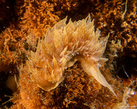 Dirona picta (Colorful Dirona)