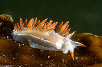 Coryphella trilineata (Three-Lined Aeolid)