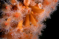 Corynactis californica (Club-Tipped Anemone)
