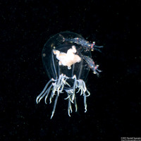 Polyorchis haplus (Polyorchis haplus)