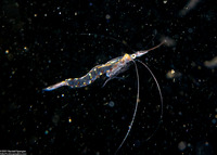 Order Mysida (Mysids)