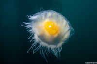 Phacellophora camtschatica (Egg-Yolk Jelly)