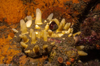 Polymastia pachymastia (Aggregated Nipple Sponge)