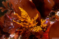 Microcladia coulteri (Delicate Sea Lace)