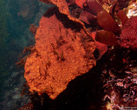 Chondracanthus corymbiferus (Turkish Towel)