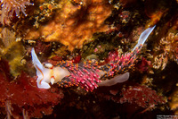 Phidiana hiltoni (Hilton's Aeolid)