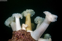 Metridium farcimen (White-Plumed Anemone)