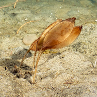 Megasurcula carpenteriana (Carpenter's Turrid)