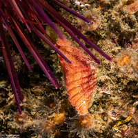 Terebratalia transversa (Common Lampshell)