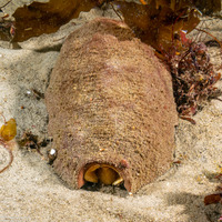 Cryptochiton stelleri (Gumboot Chiton)