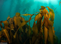 Pterygophora californica (Woody-Stemmed Kelp)