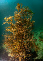 Stephanocystis osmundacea (Chain-Bladder Kelp)