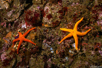 Henricia leviuscula (Blood Star)