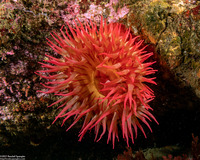 Urticina piscivora (Fish-Eating Urticina)