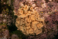 Aplidium californicum (Sea Pork)