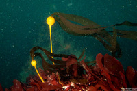 Nereocystis luetkeana (Bull Kelp)