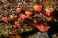 Cnemidocarpa finmarkiensis (Shiny Orange Sea Squirt)