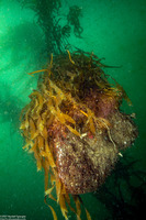 Macrocystis pyrifera (Giant Kelp)