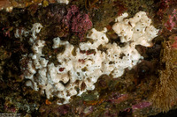 Didemnum sp.4 (Didemnum sp.4)