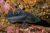 Sebastes melanops (Black Rockfish)