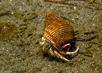 Isocheles pilosus (Moonsnail Hermit Crab)