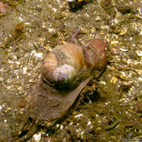 Neverita lewisii (Lewis's Moon Snail)