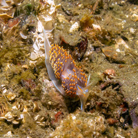 Hermissenda opalescens (Opalescent Nudibranch)