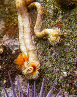 Serpula columbiana (Serpulid Worm)