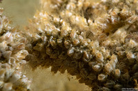 Balanus crenatus (Acorn Barnacle)