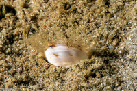 Glottidia albida (Stalked Brachiopod)