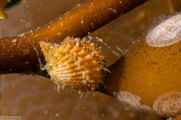 Leptopecten latiauratus (Kelp Scallop)