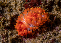 Limacia cockerelli (Cockerell's Dorid)