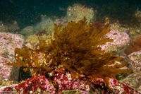 Dictyota binghamiae (Mermaid's Gloves)