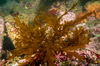 Dictyota binghamiae (Mermaid's Gloves)