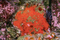 Cliona californiana (Boring Sponge)