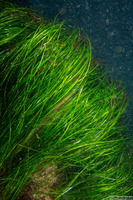 Phyllospadix scouleri (Scouler's Seagrass)