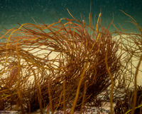 Gracilaria pacifica (Red Spaghetti)