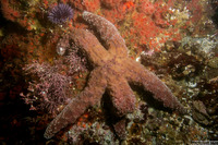Pisaster ochraceus (Ochre Star)