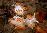 Coryphella trilineata (Three-Lined Aeolid)