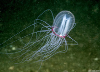 Polyorchis penicillatus (Bell Medusa)